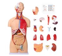 AMITD 33,4" Life-Size Dual-Sex Anatomy Model, 32 piezas extraíbles, Heart, Brain, Muscles, for Medical Lab Classroom
