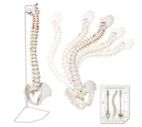 AMITD 34.6" Life-Size Spine Model, Nervies, Vertebrae, Arteries, Male Pelvis , for Study