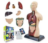 AMITD 3D Human Anatomy Model Skeleton, Interactive Kit for Kids, Educational & Decor