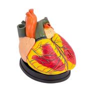 AMITD 3X Enlarged 3-Part Heart Model with 39 Structures for Classroom & Cardiology Study