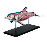 AMITD 4D Master Dolphin Anatomy Model, 18 piezas, for Education & Science Study