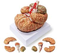 AMITD 9-Part Life-Size Brain Model, w/Labels & Base, for Classroom Study