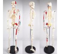 AMITD Esqueleto de 85 cm con Nerves & Vessels - Rolling Stand for Medical Study