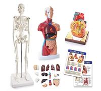 AMITD Human Heart, Torso & Skeleton Models, 3D Study Tools, Anatomy Guide