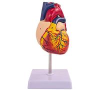 AMITD Life Size Heart Model with 2 Detachable Parts & Digital Labels for Medical & Biology Teaching