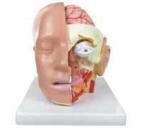 AMITD Life-Size Human Brain Model - Cabezal extraíble de 4 partes con etiquetas de identificación, base e identificación