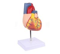AMITD Life-Size Human Heart Model, 2 partes desmontables, sin logotipo, para enseñanza