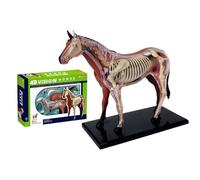 AMITD Modelo 4D Anatomy Horse, 26 partes desmontable, Vet & School Teaching Aid