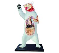 AMITD Modelo 4D Polar Bear Anatomy, 36 órganos desmontables, semitransparente