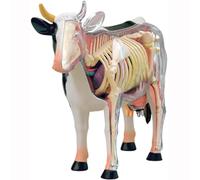 AMITD Modelo de anatomía de vaca 4D de 29 piezas para enseñanza veterinaria y clínica de mascotas