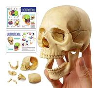 AMITD Modelo de calavera explotado, 15 piezas, para enseñanza médica y dental