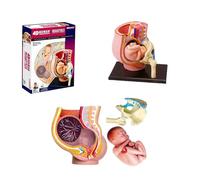 AMITD Pregnancy Pelvis Model with 9-Month Fetus & 27 Removable Organs for Education