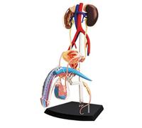 AMITD Sistema reproductivo masculino 4D - STEM Anatomy Assembly Kit, modelo de enseñanza desmontable, edad 8+