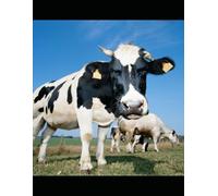 Among the Cow Patties a Coloring Book: True and Imaginative Tales