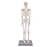 AMONIDA 85CM Human Skeleton Model for Medical Students and Biology Teachers,Demonstrates Skeletal Structure and Physiology,Flexible Arms Legs,Special Resin Construction with Base