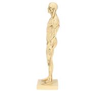 AMONIDA Modelo de Músculo Humano, Dibujo, Enseñanza, Modelo de Anatomía Masculina para Decoración de Educación Artística, 29,5 X 7,5 X 7 Cm, Resina