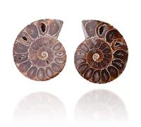 Amonita Natural 4cm: Concha Fósil de Caracol Marítimo para Coleccionistas y Estudios Científicos, Pieza Única de Historia Antigua