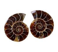 Amosfun 2 Series Fósiles Amonita Decoración De Escritorio Para Enseñanza De Paleontología Estudiantes Coleccionables Naturales 2 Piezas*2