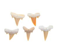 Amosfun 5 Piezas Fósil de Diente de Tiburón Real para Colección Científica con Detalles Naturales para Educación y Exhibición