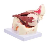 Amosfun de Agrandado Herramienta para Anatomía Ocular y del Globo Ocular para Demostraciones y Estudio de Enfermedades Oculares