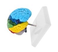 Amosfun Desmontable para Educación Médica con Etiquetas de Colores Resistente y Preciso para Enseñanza Neurociencia y Ciencias
