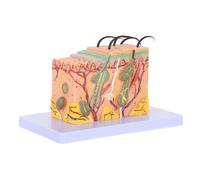 Amosfun Modelo Anatómico de Piel Humana Ampliado para Enseñanza Médica Estructura Secciones Transversales Visualización Realista para Estudio Aulas y Exhibiciones Científicas