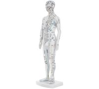 Amosfun Modelo de Acupuntura Corporal Masculino Blanco con Puntos Meridianos Detallados Maniquí Educativo para Práctica y Formación Acupuntura Exhibidor de Masaje y Enseñanza