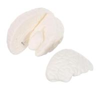 Amosfun Modelo De Estudio Médico Anatomía Del Cerebro Humano Modelo De Exhibición Cerebral Biológico Transversal