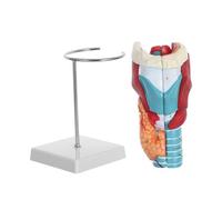 Amosfun Modelo Médico de Garganta Ampliado 2x en Plástico, Herramienta Educativa Versátil para Escuelas Médicas y Estudio Anatómico Realista en 3d