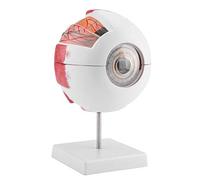 Ampliación 6X Ojo humano Anatomía de la bola Modelo Anatómico Herramientas de visualización