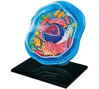 Ampliación Modelo de Célula Animal, Ensamblaje y Lecciones Médicas Modelo de Célula, Modelo de Anatomía de Órgano Celular, 24 Partes, para Enseñanza de Estudio de Biología