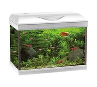 Amtra Basic 60 LED - Acuario Completo de 65 litros, iluminación LED 8500 8 W, Incluye Caja de Filtro de 150, 60 x 30 x 42 cm, Color Blanco