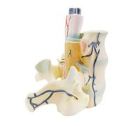 AMULONG Anatomía De La Educación Modelo De Agrandamiento La Columna Vertebral Médula Espinal Humana Anatómico Enseñanza Médica Estudio Biología Exhibición Muñeca de Anatomía