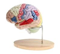 AMULONG Anatomía De La Educación Modelo De Anatomía del Cerebro Humano Extraíble, Aumento 2X, 4 Partes, Anatómico Muñeca de Anatomía