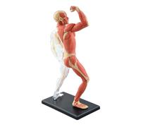 AMULONG Anatomía De La Educación Modelo De Anatomía del Músculo Humano Ensamblado, Médico Anatómico, Cuerpo Transparente Humana, 46 Uds Muñeca de Anatomía