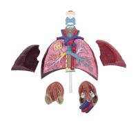 AMULONG Anatomía De La Educación Modelo De Pulmón Humano, Sistema Anatómico Respiratorio, Anatomía para La Escuela, Herramienta Visualización Estudio Recursos Científicos Muñeca de Anatomía