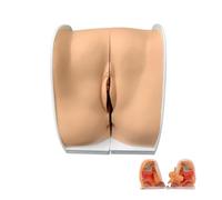 AMZBNEIDI Estudio de anatomía Humana, Modelo de Entrenamiento for DIU Femenino Espéculo Vaginal Modelo de anatomía de los genitales Femeninos Modelo de guía for Dispositivos anticonceptivos Femeninos
