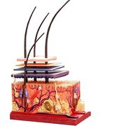 AMZBNEIDI Modelo anatómico del Torso Humano, Modelo anatómico de Piel Humana 4D, 19 Partes, Estructura de Piel de Capa de Cabello, 12x7x18,8cm