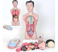 AMZBNEIDI Modelo anatómico del Torso Humano, Modelo de anatomía del Torso Humano, Estructura visceral Masculina de 45cm, Aula de Ciencias