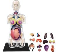 AMZBNEIDI Modelo anatómico del Torso Humano, Piezas extraíbles del Modelo 41 del Esqueleto del Torso del Embarazo Transparente 4D for la educación de la anatomía
