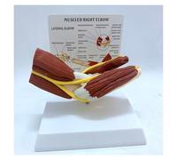 Anatal Elbow Joint Model,Human Elbow Joint Model with Muscle Vascular Ligament Medical,of Human Elbow Joint