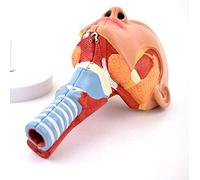 Anatomía de la cabeza Músculo faríngeo, garganta, boca, nariz, lengua Músculo Modelo anatómico Órganos médicos Suministros de enseñanza