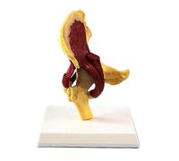 Anatomía De La Educación El Modelo De Articulación La Cadera Humana Refleja Relación Entre Fémur Humano Y Pelvis Los Músculos Muñeca de Anatomía