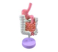 Anatomía De La Educación Modelo De Órgano Humano, Sistema Digestivo, Duodeno, Anatomía, Enseñanza Médica, Anatómico Hueso Muñeca de Anatomía
