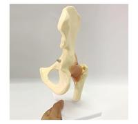 Anatomía De La Educación Modelo Educativo De Articulación Cadera En La Grandeza Humana del Esqueleto Humano para Herramienta Ayuda Didáctica Muñeca de Anatomía
