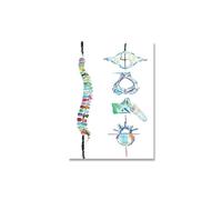 Anatomía de la espina humana Arte pared impresa acuarela biología médula espinal pintura columna vertebral póster arte médico decoración del regalo(50X75cm No Frame)
