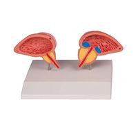 Anatomía de la próstata, modelo de la próstata, modelo anatómico, 2 piezas)