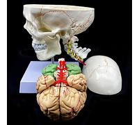Anatomía del cráneo, cráneo Humano con Cerebro y vértebra Cervical Modelo anatómico Anatomía de tamaño Real para Estudio