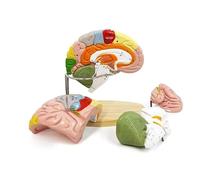 Anatomía del Modelo De Cerebro Humano De 4 Partes 2 Veces El Tamaño Real del Cerebro con Etiquetas Base De Visualización Modelo Anatómico del Cerebro Humano Numerado Codificado por Colores