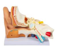 Anatomía del Modelo de oído Humano, Modelo anatómico ampliado 5X de visualización del oído Modelo de oído Externo, Medio e Interno para Estudio de anatomía y fisiología